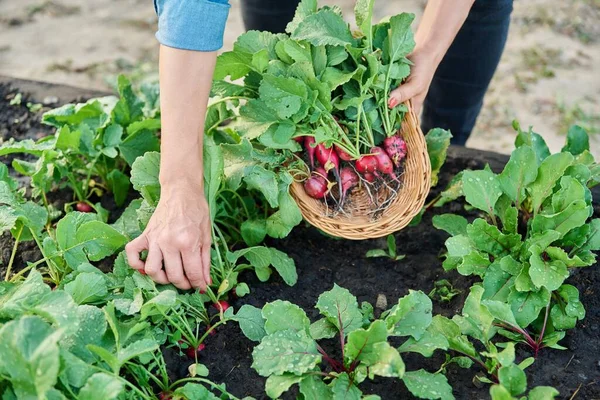 Memanen Lobak Kebun Pertanian Close Dari Para Petani Tangan Mengambil — Stok Foto