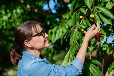 Bahçeden sarı kiraz toplayan orta yaşlı bir kadın. Lezzetli olgun vitaminler, yaz mevsimi meyveleri, meyve ağaçları olan meyve bahçeleri, doğal organik gıda kavramı.