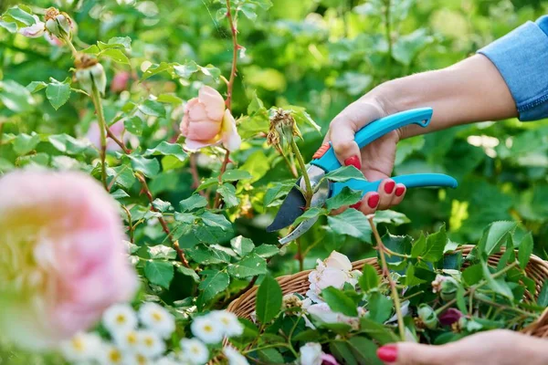 Dłonie Kobiety Dbającej Krzew Róży Ogrodzie Łóżku Kwiatowym Usuwając Suche — Zdjęcie stockowe