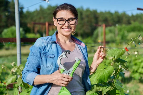 Woman Farmer Making Garter Vine Bushes Vineyard Using Professional Equipment — 图库照片