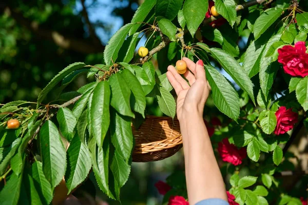 Großaufnahme Einer Frauenhand Die Reife Gelbe Kirschen Baum Berührt Köstliche — Stockfoto