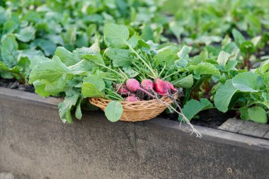 Tahta bir yatakta hasat edilmiş turpları hasat et.