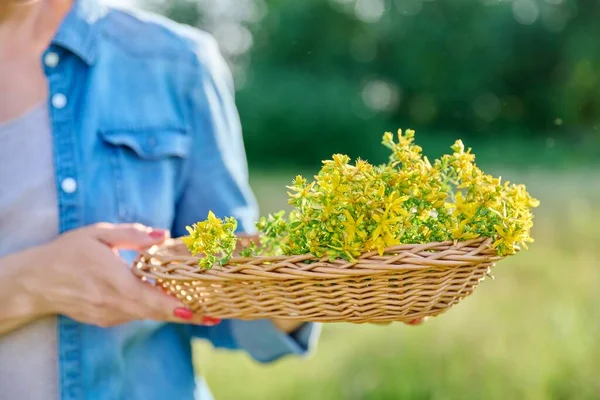 Close-up of plucked flowering plants of St. Johns wort in wicker basket in hands of woman, on summer wild meadow in sunset light. Medicinal plants, alternative herbal medicine, summer wildlife beauty