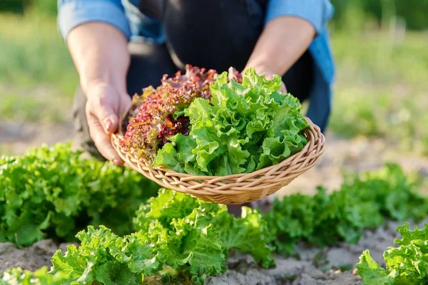 Close Hands Harvesting Lettuce Leaves Garden Bed Natural Organic Food — Zdjęcie stockowe