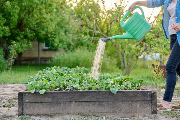 Mujer Aguas Huerta Con Regadera Cultivo Alimentos Naturales Jardinería Hobby —  Fotos de Stock