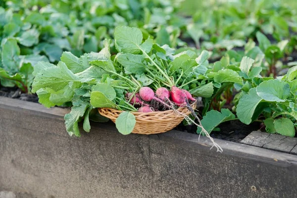 Tahta bir yatakta hasat edilmiş turpları hasat et.