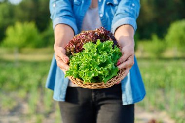 Taze toplanmış kırmızı ve yeşil marul yaprakları sepetin içinde kadınların elinde, gün batımında sebze bahçesi çiftliği. Hasat, sağlıklı organik gıda konsepti