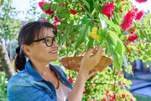 Middle Aged Woman Picking Yellow Cherries Garden Delicious Ripe Healthy — 图库照片