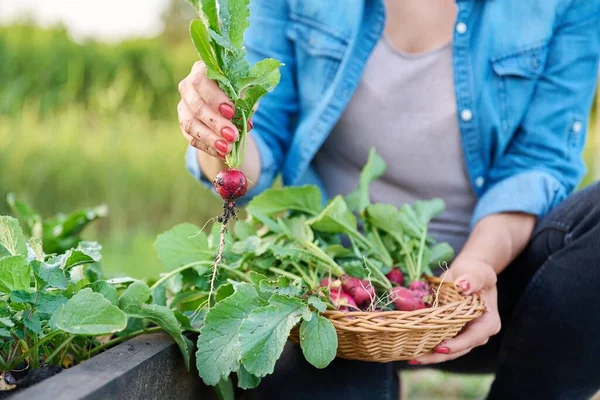 在花园里 在农场收获萝卜 农民们在篮子里捡萝卜的特写镜头 健康有机食品 农业概念 — 图库照片