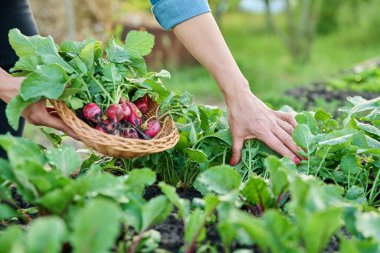 Bahçede, çiftlikte turp topluyorum. Çiftçilerin ellerinin sepette turp topladığı yakın plan. Sağlıklı organik gıda, sebze, tarım kavramı