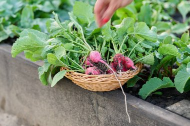 Tahta bir yatakta hasat edilmiş turpları hasat et.
