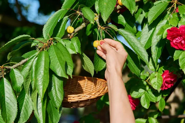 一个女人的手在树上摸成熟的黄色樱桃的特写 美味成熟的健康维生素 夏季季节性水果 果树果园 天然有机食品概念 — 图库照片