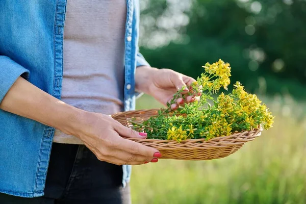 Close-up of plucked flowering plants of St. Johns wort in wicker basket in hands of woman, on summer wild meadow in sunset light. Medicinal plants, alternative herbal medicine, summer wildlife beauty