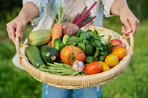 Close Basket Many Different Fresh Raw Organic Vegetables Farmer Woman — Stok Foto