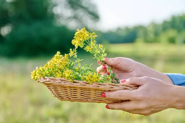 Close Plucked Flowering Plants Johns Wort Wicker Basket Hands Woman — Stok Foto