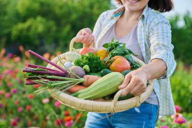 Close up basket of many different fresh raw organic vegetables in farmer woman hands, summer nature vegetable garden background. Harvest vegetables from organic farm, healthy food nutrition, gardening