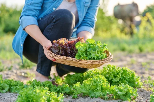 Close Hands Harvesting Lettuce Leaves Garden Bed Natural Organic Food —  Fotos de Stock