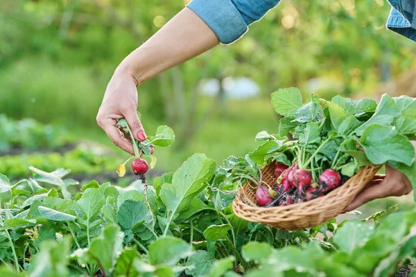 Harvesting Radishes Garden Farm Close Farmers Hands Picking Radishes Basket — Stock Photo, Image