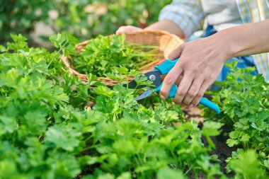 Close-up of womans hands with pruner in wicker plate cutting crop of fresh fragrant parsley. Growing natural organic eco herbs in garden farm. Food horticulture summer harvesting cooking agriculture