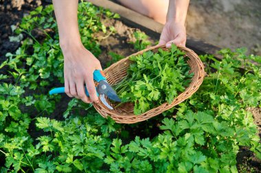 Close-up of womans hands with pruner in wicker plate cutting crop of fresh fragrant parsley. Growing natural organic eco herbs in garden farm. Food horticulture summer harvesting cooking agriculture