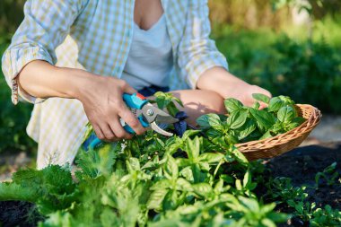 Womans hands with secateurs picking basil leaves. Harvesting spicy fragrant basil, growing natural healthy organic eco herbs. Food, horticulture, summer, harvesting, cooking, agriculture