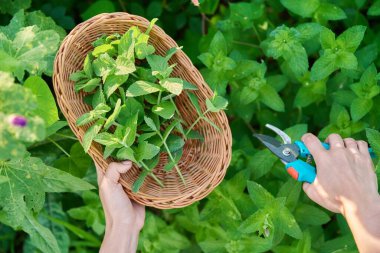 Harvesting fresh aromatic mint leaves, womans hands with pruner wicker plate in summer garden. Harvest spicy fragrant smelly mint, growing natural healthy organic eco herbs. Food horticulture cooking