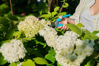 Woman with secateurs cutting flowers of white hydrangea, female farmer florist, work, hobby and leisure. Backyard landscaping with hydrangea bushes, gardening, nature, people concept