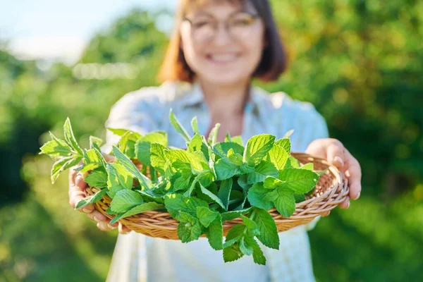 Smiling Woman Fresh Mint Leaf Harvest Summer Garden Harvesting Spicy — 图库照片