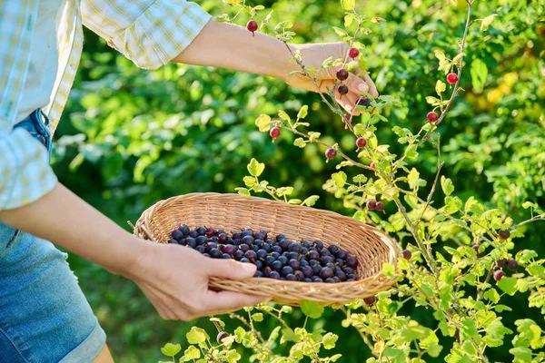 Harvesting Ripe Gooseberries Garden Woman Gardener Picking Sweet Berries Plate — Stok Foto