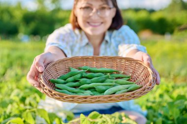 Wicker plate with harvest of green beans close-up in hands of woman. Growing natural eco organic healthy vegetables. Food, horticulture, harvesting, agriculture concept