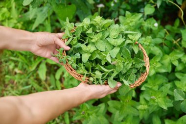 Harvesting fresh aromatic mint leaves, womans hands with pruner wicker plate in summer garden. Harvest spicy fragrant smelly mint, growing natural healthy organic eco herbs. Food horticulture cooking