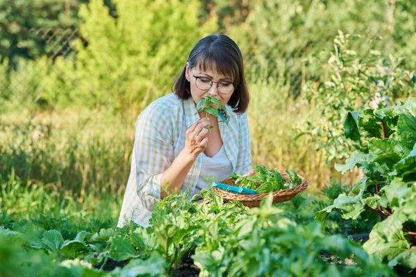 Smiling Woman Harvest Basil Leaves Summer Garden Female Gardener Cut — Stockfoto