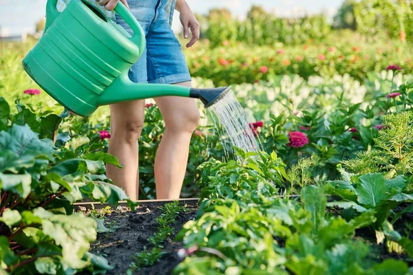 Woman watering a garden bed with a watering can. Growing natural organic eco vegetables, herbs in the garden, hobby and leisure, lifestyle, summer season concept