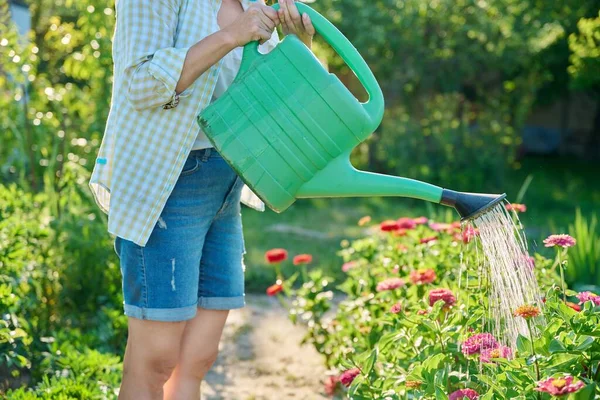 Woman Watering Flowering Zinnia Flowers Plants Vegetable Garden Watering Can — Stock Photo, Image