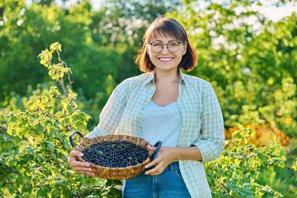 Smiling Middle Aged Woman Holding Basket Ripe Blackcurrants Harvesting Currants — Stockfoto