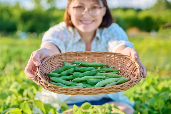 Wicker Plate Harvest Green Beans Close Hands Woman Growing Natural — Stok Foto