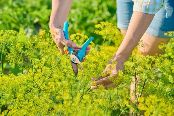 Woman Garden Pruner Picking Flowering Fragrant Dill Plants Growing Aromatic — Stok Foto