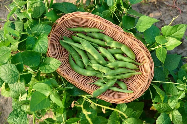 Top view of wicker plate with harvest of green beans in summer garden on bed with bean plants. Growing natural eco organic healthy vegetables. Food, horticulture, harvest, agriculture concept