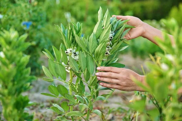 Flowering Plant Legume Family Vegetable Garden —  Fotos de Stock