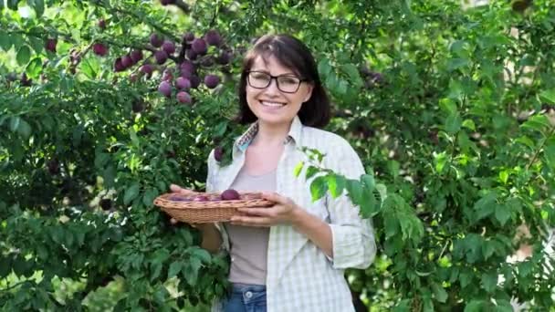 Middle Aged Woman Harvest Plums Wicker Plate Outdoor Plum Tree — Vídeo de stock