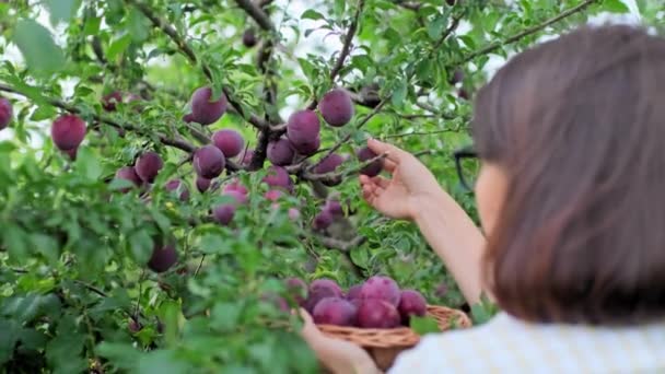 Woman Harvesting Blue Plums Tree Orchard Gardening Farming Hobby Leisure — Stok video