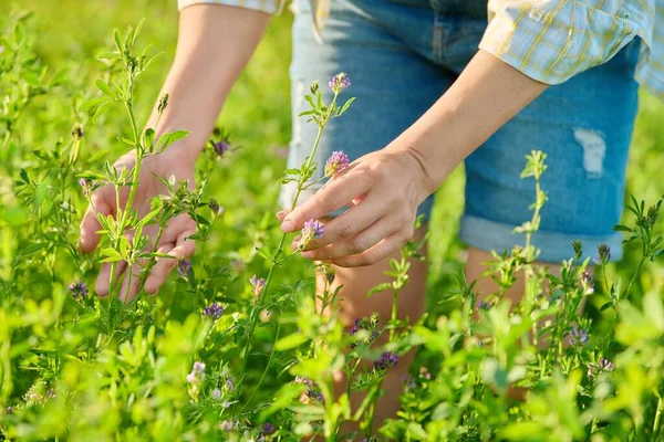 Field Blooming Alfalfa Woman Hands Touching Flowers Alfalfa Medicago Sativa — ストック写真