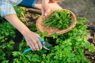 Close-up of womans hands with pruner in wicker plate cutting crop of fresh fragrant parsley. Growing natural organic eco herbs in garden farm. Food horticulture summer harvesting cooking agriculture