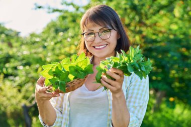 Smiling woman with fresh mint leaf harvest in summer garden. Harvesting spicy fragrant smelly mint, growing natural healthy organic eco herbs. Food, horticulture, cooking, agriculture