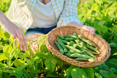 Woman picking green beans in summer garden. Growing natural eco organic healthy vegetables. Food, horticulture, harvest, agriculture concept