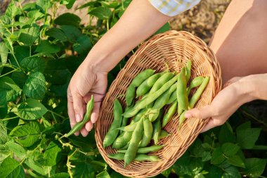 Woman picking green beans in summer garden. Growing natural eco organic healthy vegetables. Food, horticulture, harvest, agriculture concept