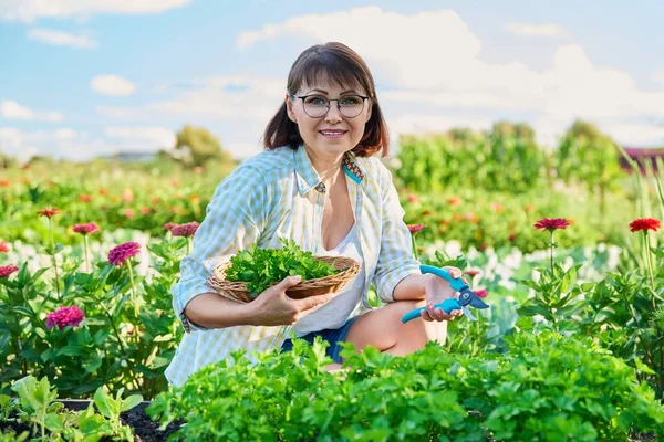 Middle Aged Woman Vegetable Garden Crop Parsley Smiling Female Gardener — Stok Foto