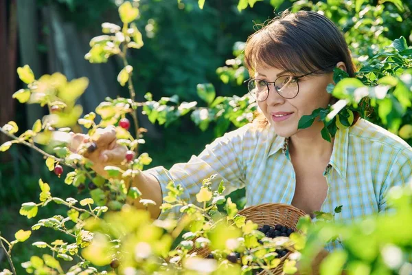 Harvesting Ripe Gooseberries Garden Woman Gardener Picking Sweet Berries Plate — Stockfoto