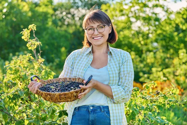 Smiling Middle Aged Woman Holding Basket Ripe Blackcurrants Harvesting Currants — Stok Foto