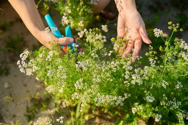 Close-up of flowering cilantro plant in vegetable garden. Growing aromatic herbs, coriander seeds, natural organic eco herbs. Food horticulture summer harvesting agriculture
